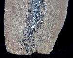 Lepidostrobus sp. BRONGNIART 1828 (Fruchtstand Schuppenbaum) - Bild © FossNet FossilienStore